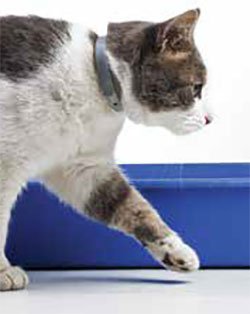 Image showcasing Urinary Tract Infections in cats - Dogs and Pups Magazine