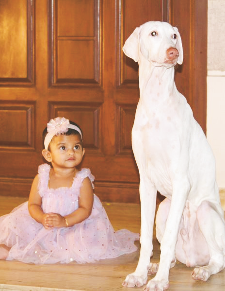 Rajapalayam Dogs: Tales of Bravery, Loyalty, and Hunting Prowess - Dogs ...