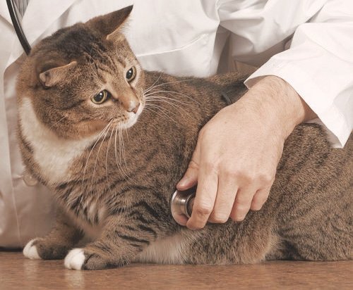 View of Lurking danger of Liver Diseases in Felines - Dogs and Pups Magazine
